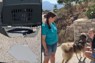 Αεροδρόμιο Ηρακλείου: Έσπασαν κλουβί μεταφοράς σκύλου που θα ταξίδευε με την CONDOR Airlines και κατηγόρησαν το ζώο (βίντεο)