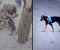 Ξανά με την οικογένεια του σκύλος που περιφερόταν δύο μήνες χαμένος στην Αγία Βαρβάρα Αττικής (βίντεο)