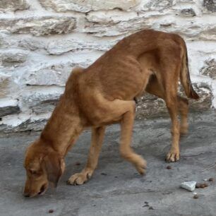 MoustheniKavalasSkeletomenosSkylos19 8 2024 2