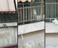 Αθήνα: Έκκληση για τη διάσωση περιστεριών που παγιδεύονται σε δίχτυ μπαλκονιού