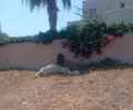 Σαντορίνη: Άλογο δεμένο βρέθηκε νεκρό