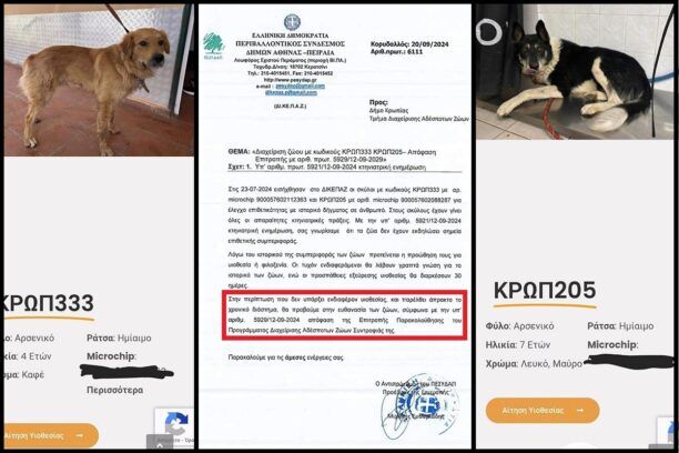 Αποφάσεις για παράνομες ευθανασίες σκυλιών στο ΔΙ.ΚΕ.Π.Α.Ζ. αποκαλύπτει η Μ.Κ.Ο. «Save a Greek Stray» - To κάναμε για να πιέσουμε απαντά ο πρόεδρος του ΠΕ.ΣΥ.Δ.Α.Π.