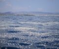 Διαψεύδει η «iSea» την εμφάνιση καρχαριών στον Παγασητικό λόγω των νεκρών ψαριών (βίντεο)