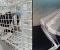 Λευκάδα: Με αεροβόλο άνδρας στη Λυγιά συστηματικά πυροβολεί, βασανίζει και σκοτώνει γάτες