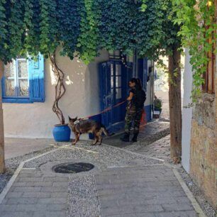 Ρόδος: Μαζική δολοφονία γατιών με φόλες στα Κοσκινού (βίντεο) 9 RodosGatesDilitiriasmenesKoskinouEkpaidevmenosSkylos4 10 2024 4