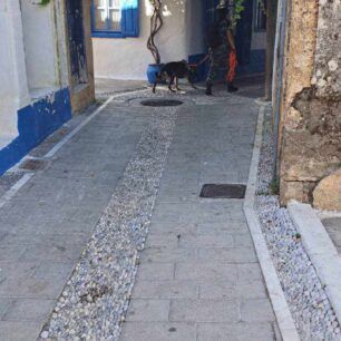 Ρόδος: Μαζική δολοφονία γατιών με φόλες στα Κοσκινού (βίντεο) 10 RodosGatesDilitiriasmenesKoskinouEkpaidevmenosSkylos4 10 2024 5