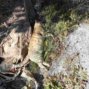 Αρκαδία: Πολλά σκυλιά και γάτες δολοφονήθηκαν σε Τεγέα, Ρίζες, Στάδιο και Σβωλαίικα (βίντεο) 2 TegeaArkadiasDilitiriasmeniGata8 11 2024 2