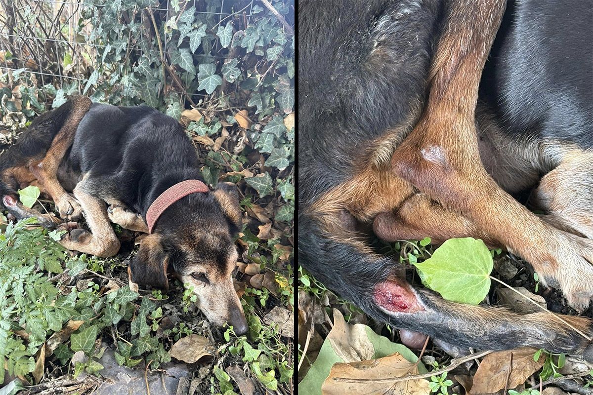 Καλάβρυτα Αχαΐας: Έκκληση για σκελετωμένο και τραυματισμένο σκύλο