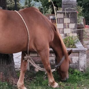 PokistaAitoloakarnaniasAlogo2024 10 19 5