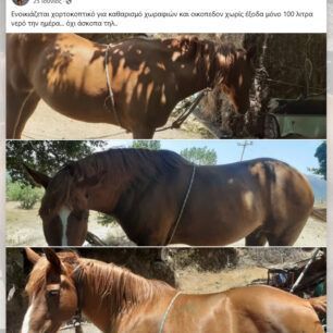 PokistaAitoloakarnaniasAlogoIdioktitis2024 6 25 1