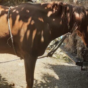 PokistaAitoloakarnaniasAlogoIdioktitis2024 6 25 2