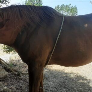 PokistaAitoloakarnaniasAlogoIdioktitis2024 6 25 3