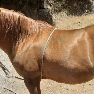 PokistaAitoloakarnaniasAlogoIdioktitis2024 6 25 4