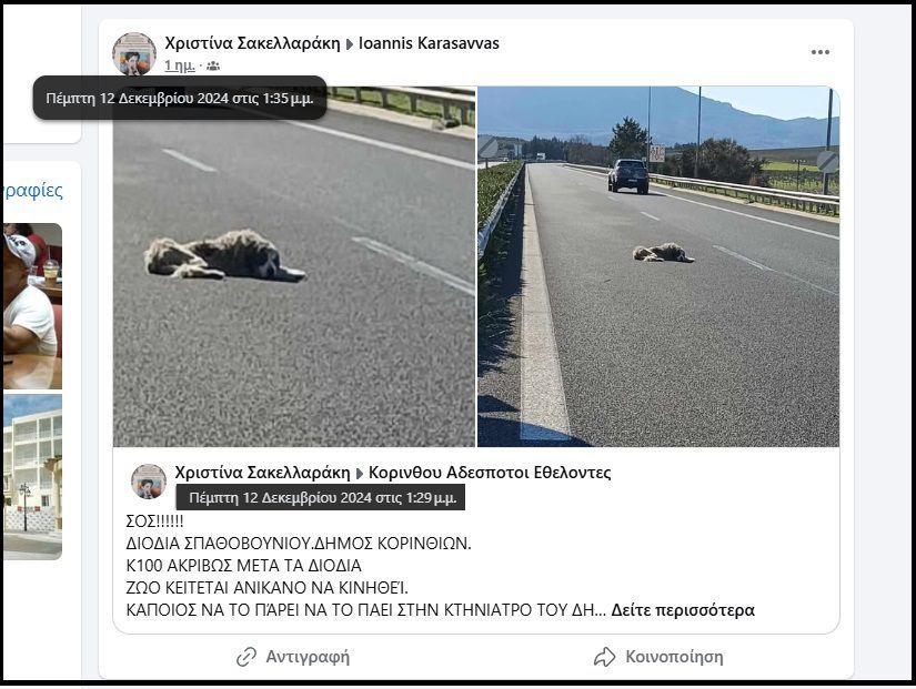 Ο γέρικος σκύλος που βρέθηκε να κείτεται στην Εθνική Οδό στο Σπαθοβούνι Κορινθίας πάσχει κυρίως από ασιτία (βίντεο) 8 SpathovouniKorinthiasAsfaltosEthnikiSkylosFacebook13 12 2024 1