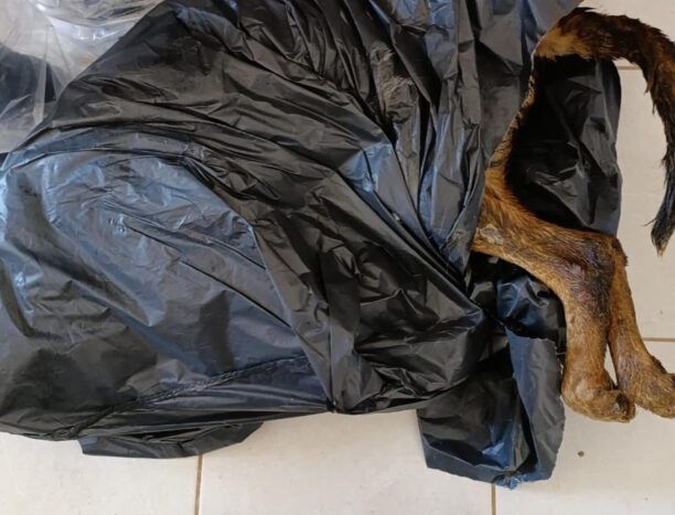Φιλοζωικός Πολιτιστικός Σύλλογος Τρίπολης: Δεν μας δίνουν στοιχεία – Αναβλήθηκε η δίκη αντιδημάρχου και υπεύθυνης του Δημοτικού Κυνοκομείου