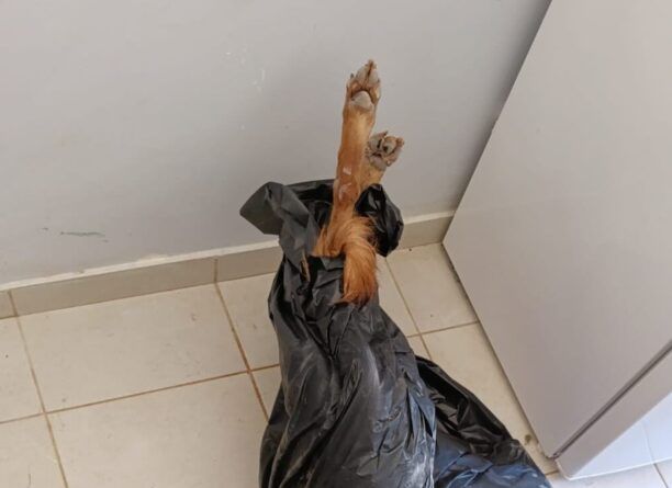 «Save a Greek Stray»: Όσα σκυλιά αρνήθηκαν να μας δώσουν από το Δημοτικό Κυνοκομείο Τρίπολης είναι νεκρά