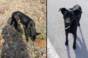 Ημαθία: Έκκληση για σκελετωμένο σκύλο που εντοπίστηκε κοντά στο φράγμα του Αλιάκμονα