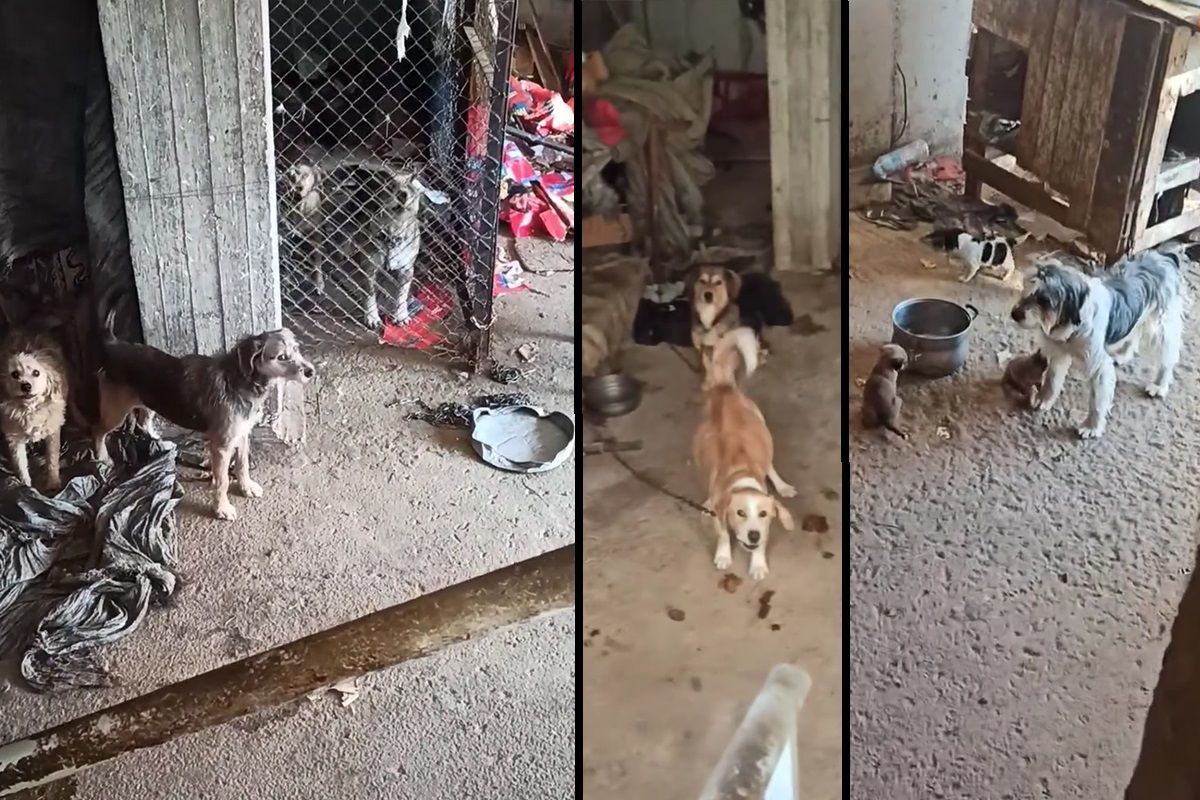 Κάτω Καστρίτσι Αχαΐας: 13 σκυλιά δεμένα από ψυχικά ασθενείς σε υπόγειο μονοκατοικίας – Ο αστυνομικός γιος τους κάλυπτε (βίντεο)