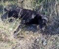 Παράλυτος ο σκύλος που πυροβολήθηκε από κυνηγό στον Λαγκαδά Θεσσαλονίκης (βίντεο)