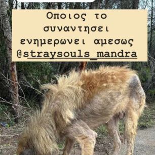MandraAttikisSkeletomenosSkylos12 1 2025 3