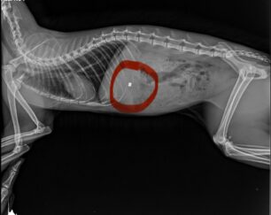 Μαρούσι Αττικής: Τρεις γάτες πυροβολημένες με αεροβόλο μέσα σε μερικές ημέρες