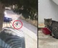 Πάρος: Πάτησε σκόπιμα αδέσποτη γάτα με το αυτοκίνητο αλλά τον κατέγραψε κάμερα ασφαλείας (βίντεο)