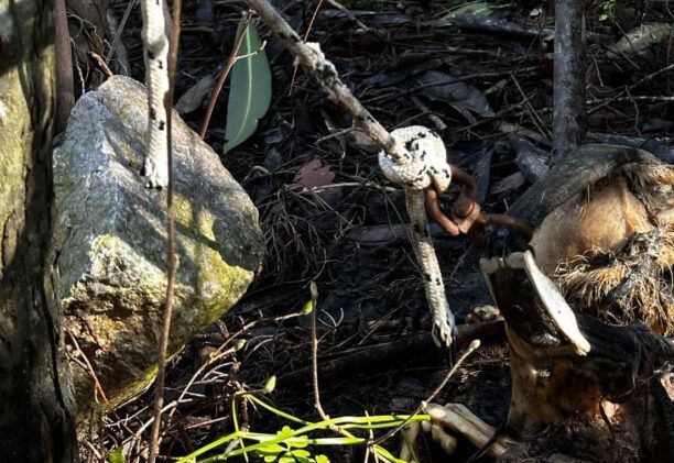 Ρόδος: Βρήκε σκελετούς σκυλιών που κάποιος έδεσε και εγκατέλειψε για να πεθάνουν