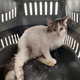 RodosIalyssosGataPyrovolimeniAerovolo23 1 2025 1