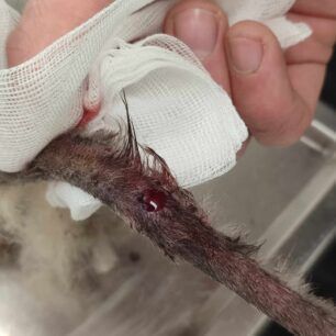 RodosIalyssosGataPyrovolimeniAerovolo23 1 2025 2