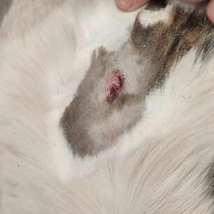 RodosIalyssosGataPyrovolimeniAerovolo23 1 2025 3