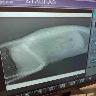 RodosIalyssosGataPyrovolimeniAerovoloAktinografia23 1 2025 4