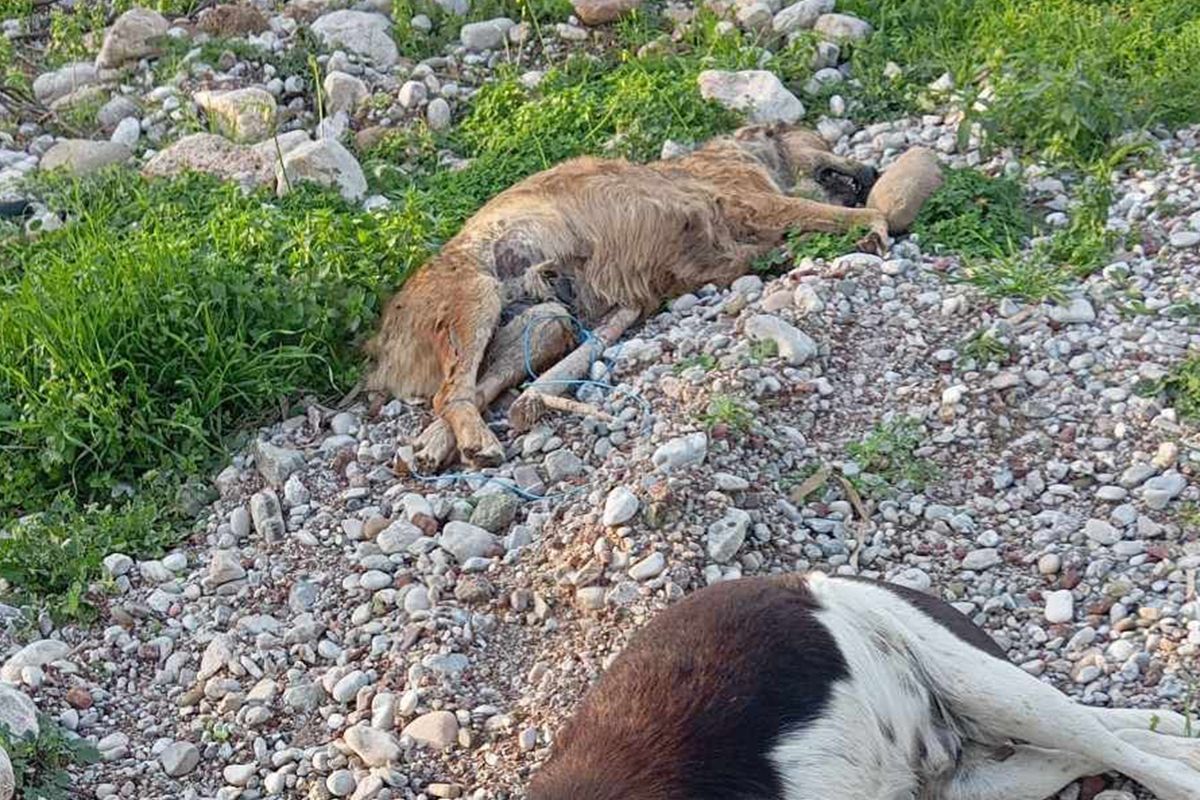 Τέμενη Αχαΐας: Δύο σκυλιά νεκρά δεμένα και πνιγμένα με σύρμα