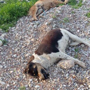 TemeniAxaiasNekraSkyliaSyrma23 1 2025 2