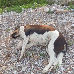 TemeniAxaiasNekraSkyliaSyrma23 1 2025 3