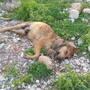 TemeniAxaiasNekraSkyliaSyrma23 1 2025 4