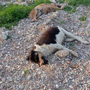 TemeniAxaiasNekraSkyliaSyrma23 1 2025 5