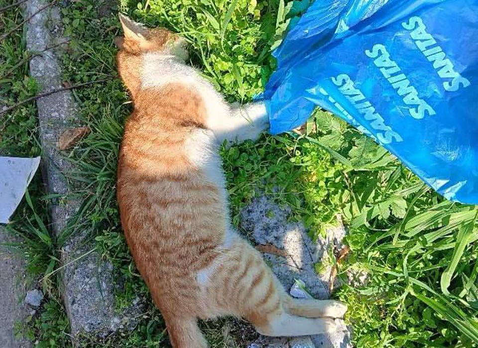 Αχαρνές Αττικής: Με φόλες δολοφόνησε αδέσποτες γάτες