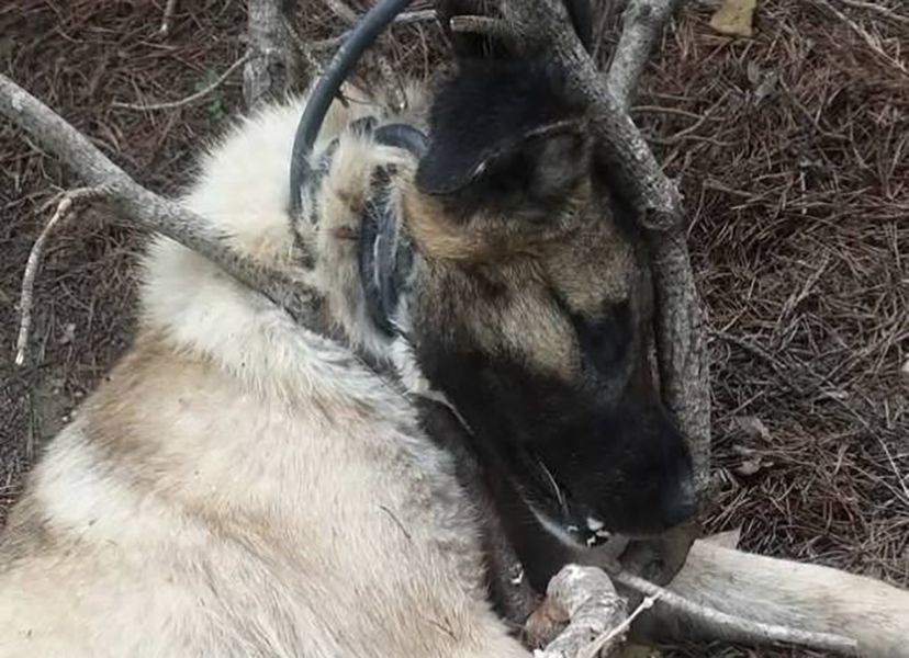 Κολχίδα Κιλκίς: Κρέμασε και έπνιξε σκύλο με καλώδιο ποτίσματος (βίντεο)