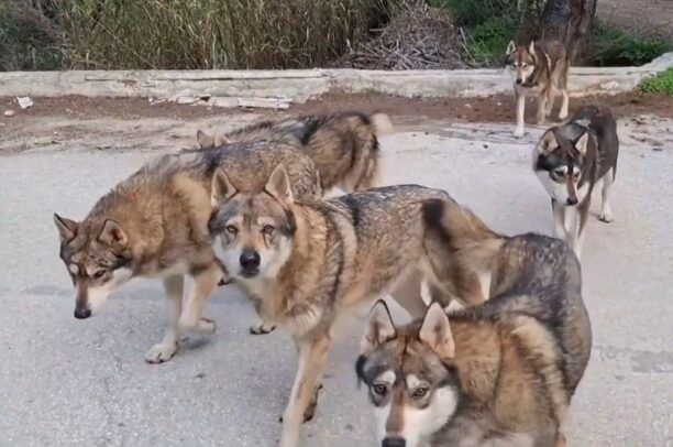 Σκυλιά και όχι λύκοι περιφέρονταν στον Κουβαρά Αττικής – Τα μάζεψε ο Δήμος Σαρωνικού (βίντεο)