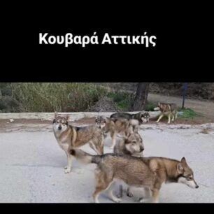 KouvarasAttikisTsexikaLykoskylaXaros9 2 2025 11