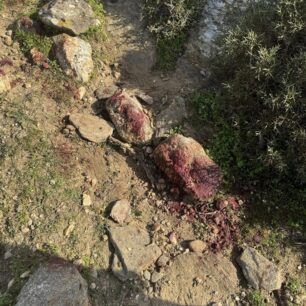NaxosAnoPotamiaPyrovolimenosSkylos1 2 2025 25