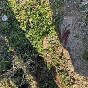 NaxosAnoPotamiaPyrovolimenosSkylos1 2 2025 7
