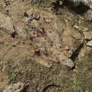 NaxosAnoPotamiaPyrovolimenosSkylos1 2 2025 8