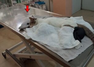 Νέα Χαλκηδόνα Αττικής: Πέθανε γάτα που βρέθηκε κρεμασμένη με σύρμα στα κάγκελα Γυμνασίου