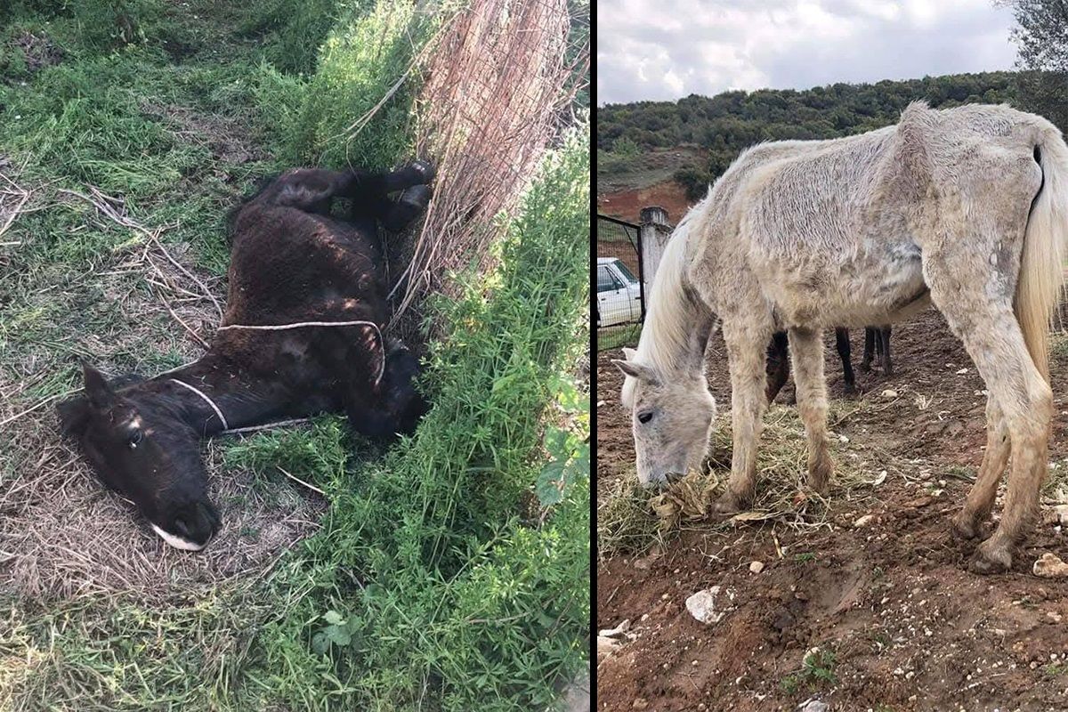 Καταδικάστηκε με ποινή «χάδι» άνδρας που κακοποιούσε άλογα στη Νιγρίτα τα οποία η Διεύθυνση Κτηνιατρικής Σερρών βρήκε καλά