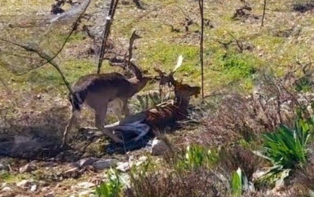 Ρόδος: Ακόμα ένα ελάφι νεκρό παγιδευμένο σε δίχτυα στον Άγιο Ισίδωρο (βίντεο)