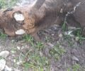 Ρόδος: Βρέθηκαν 4 ελάφια νεκρά - Όλα τα Dama dama είναι πυροβολημένα με κυνηγετικά όπλα