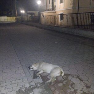 TyrnavosLarisasDilitiriasmenaSkylia26 11 2024 1