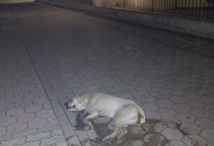 Τύρναβος Λάρισας: Ακόμα ένας σκύλος δολοφονημένος με φόλα