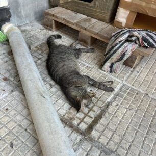 AnoToumpaThessalonikisDilitiriasmenesGatesFola1 3 2025 3
